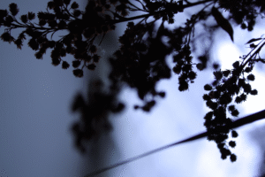 Mimosen-Blüten im Gegenlicht blau gefärbt