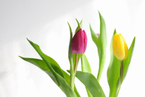 Zwei Tulpen, pink und gelb, tanzen im Sonnenlicht vor weißem Hintergrund