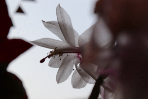 Blüte des Weihnachtskaktus im Gegenlicht