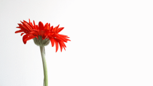 Eine rote Gerbera streckt sich in die Höhe vor strahlend weißem Hintergrund
