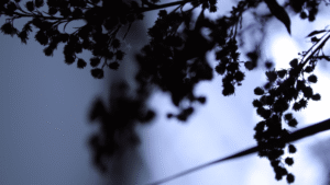 Mimosen im Gegenlicht blau gefärbt